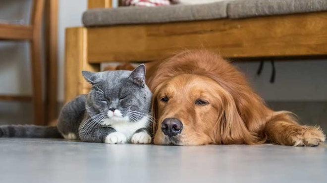 Pets